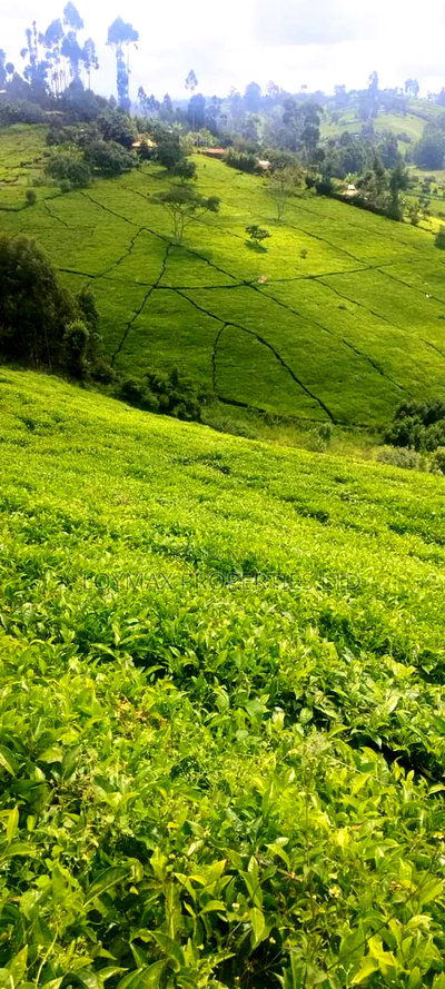 11 Acres Near Gituru Boys Muranga With Tea and Avocado Trees - Image 9