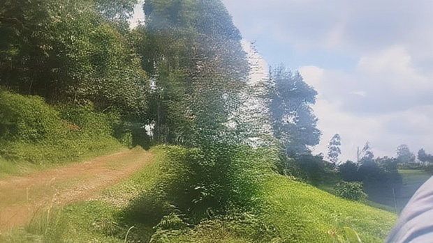 11 Acres Near Gituru Boys Muranga With Tea and Avocado Trees