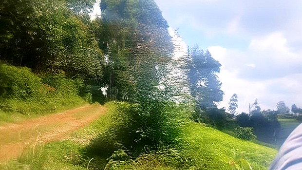 11 Acres Near Gituru Boys Muranga With Tea and Avocado Trees