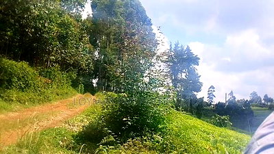 11 Acres Near Gituru Boys Muranga With Tea and Avocado Trees - Image 3