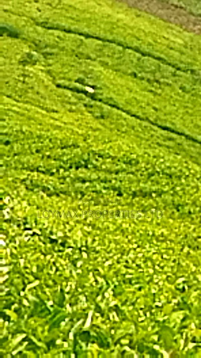 11 Acres Near Gituru Boys Muranga With Tea and Avocado Trees - Image 8