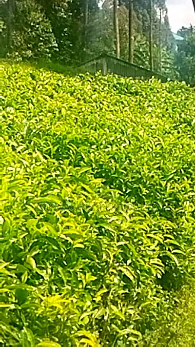 11 Acres Near Gituru Boys Muranga With Tea and Avocado Trees - Image 11