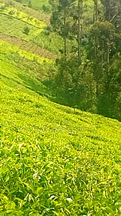 11 Acres Near Gituru Boys Muranga With Tea and Avocado Trees - Image 7
