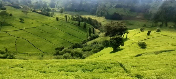 11 Acres Near Gituru Boys Muranga With Tea and Avocado Trees