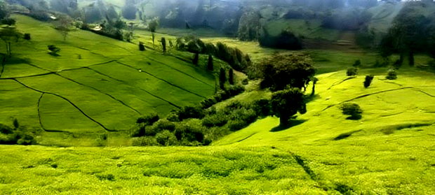 11 Acres Near Gituru Boys Muranga With Tea and Avocado Trees
