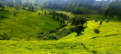 11 Acres Near Gituru Boys Muranga With Tea and Avocado Trees - Image 5
