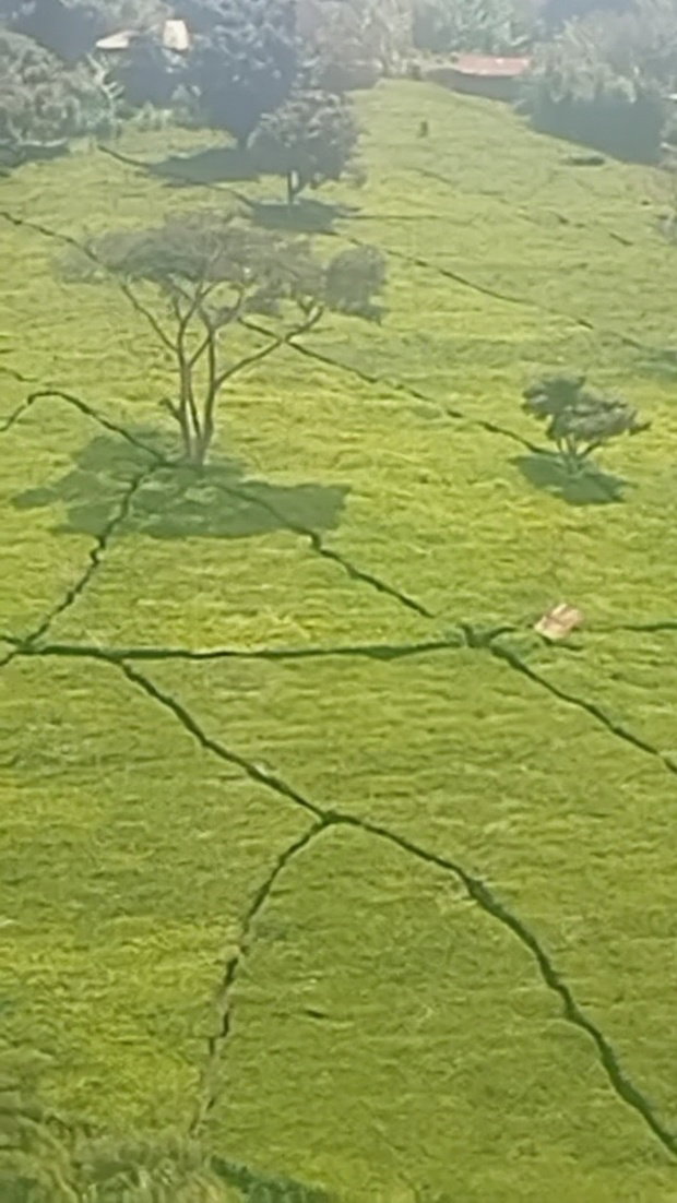 11 Acres Near Gituru Boys Muranga With Tea and Avocado Trees