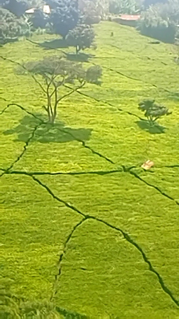 11 Acres Near Gituru Boys Muranga With Tea and Avocado Trees