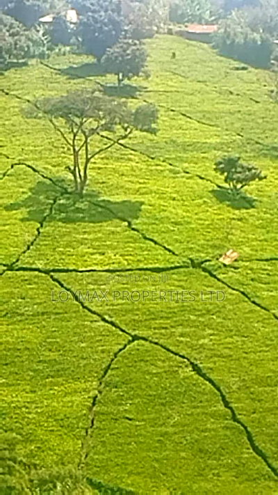 11 Acres Near Gituru Boys Muranga With Tea and Avocado Trees - Image 1