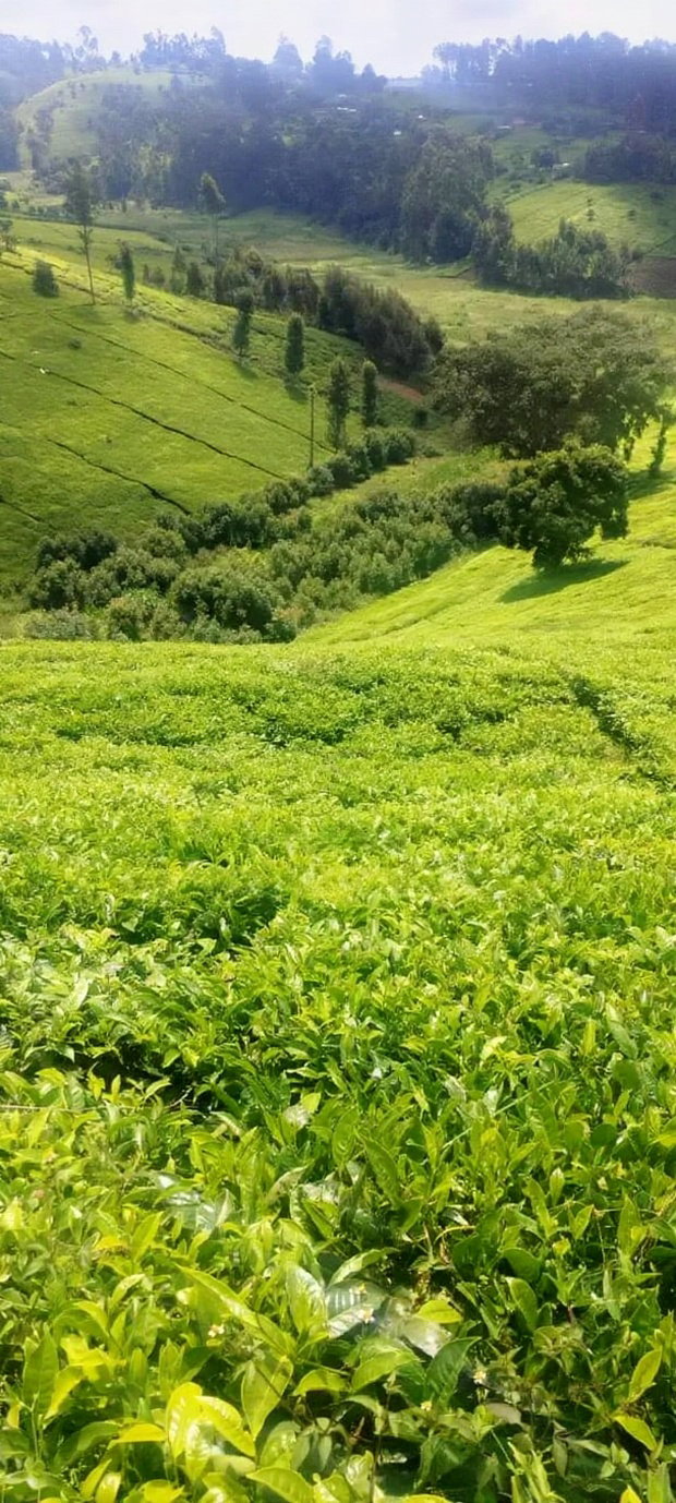 11 Acres Near Gituru Boys Muranga With Tea and Avocado Trees