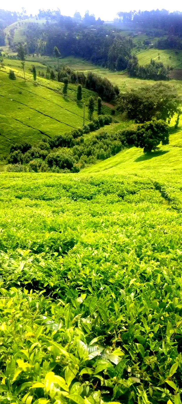 11 Acres Near Gituru Boys Muranga With Tea and Avocado Trees