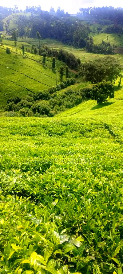 11 Acres Near Gituru Boys Muranga With Tea and Avocado Trees - Image 4