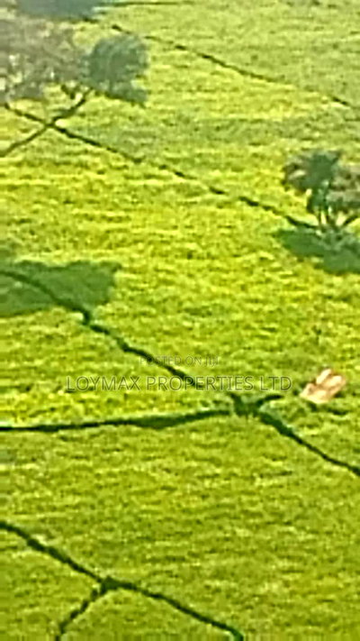 11 Acres Near Gituru Boys Muranga With Tea and Avocado Trees - Image 6