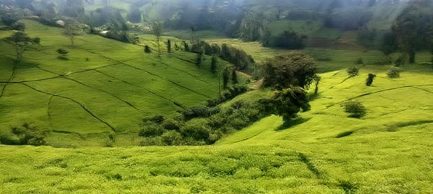11 Acres Near Gituru Boys Muranga With Tea and Avocado Trees