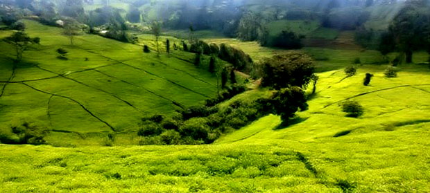 11 Acres Near Gituru Boys Muranga With Tea and Avocado Trees