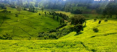 11 Acres Near Gituru Boys Muranga With Tea and Avocado Trees - Image 2