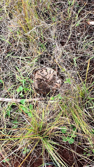 Thika Westwood Meadows(Karangaita) 1/2 Acre Plot - Image 11