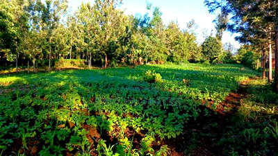 Red Soil Land on Sale - Image 2