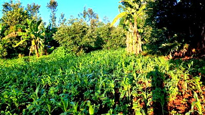 Red Soil Land on Sale - Image 3