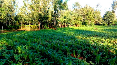 Red Soil Land on Sale - Image 5