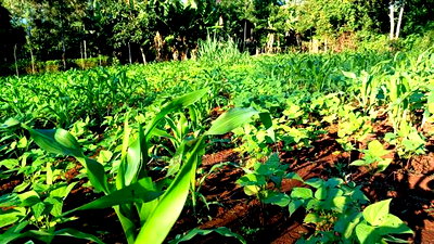 Red Soil Land on Sale - Image 1