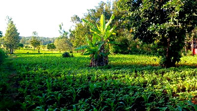 Red Soil Land on Sale - Image 4