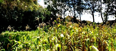 50*100 Plots for Sale in Kerarapon Drive. - Image 1