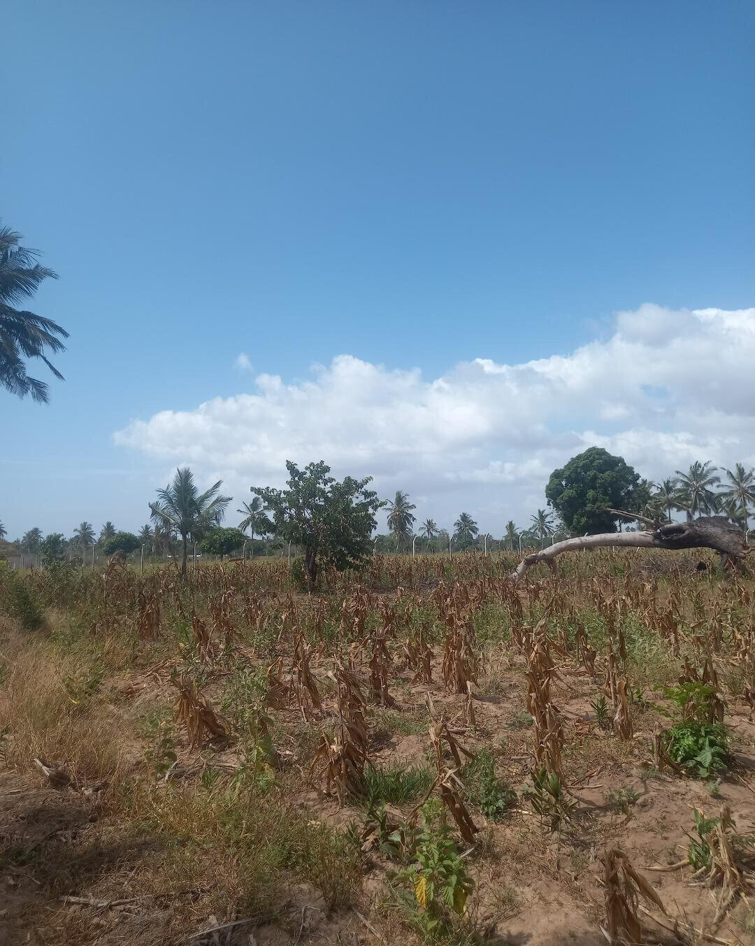 2-Acre Plot at KSh 6M