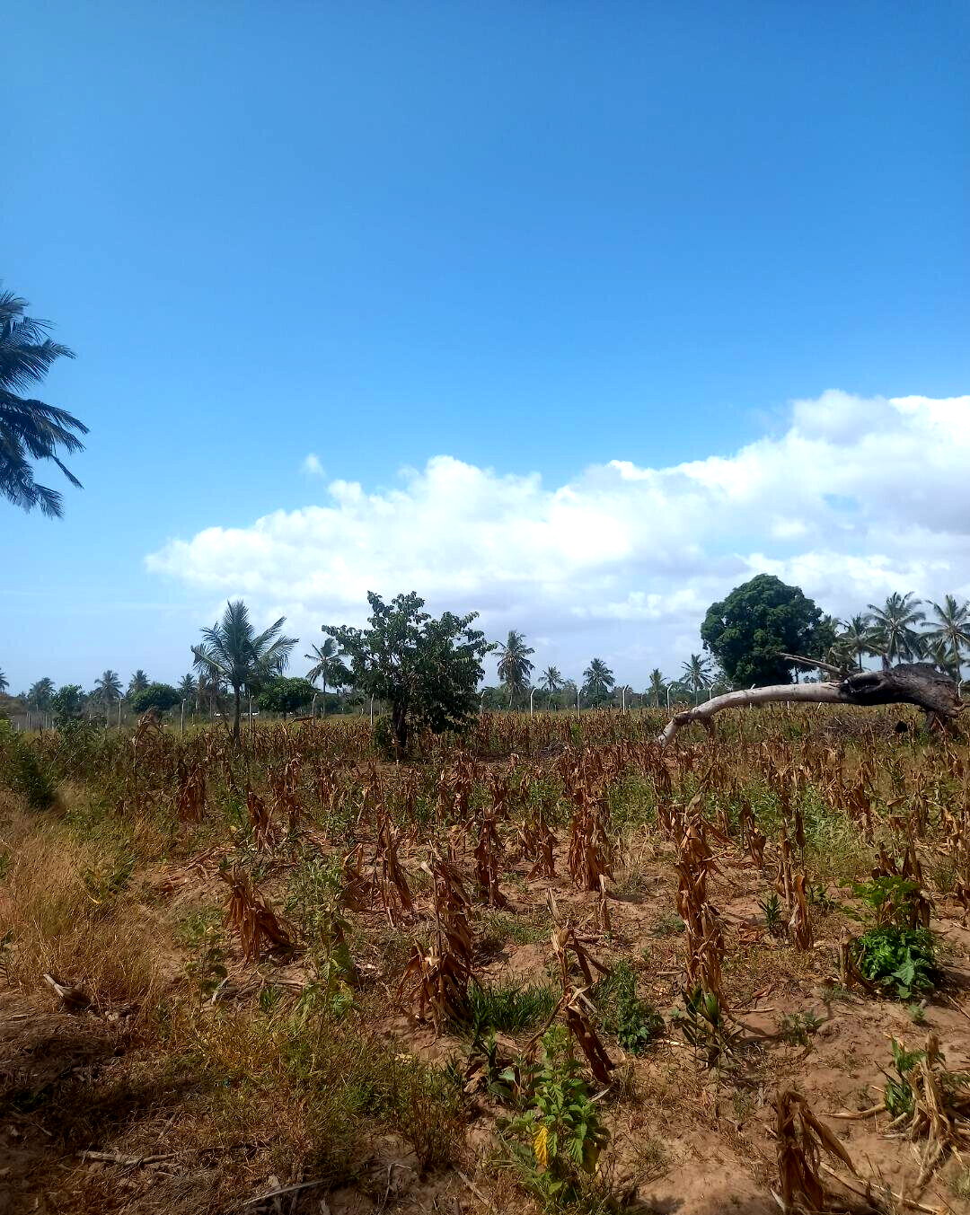 2-Acre Plot at KSh 6M
