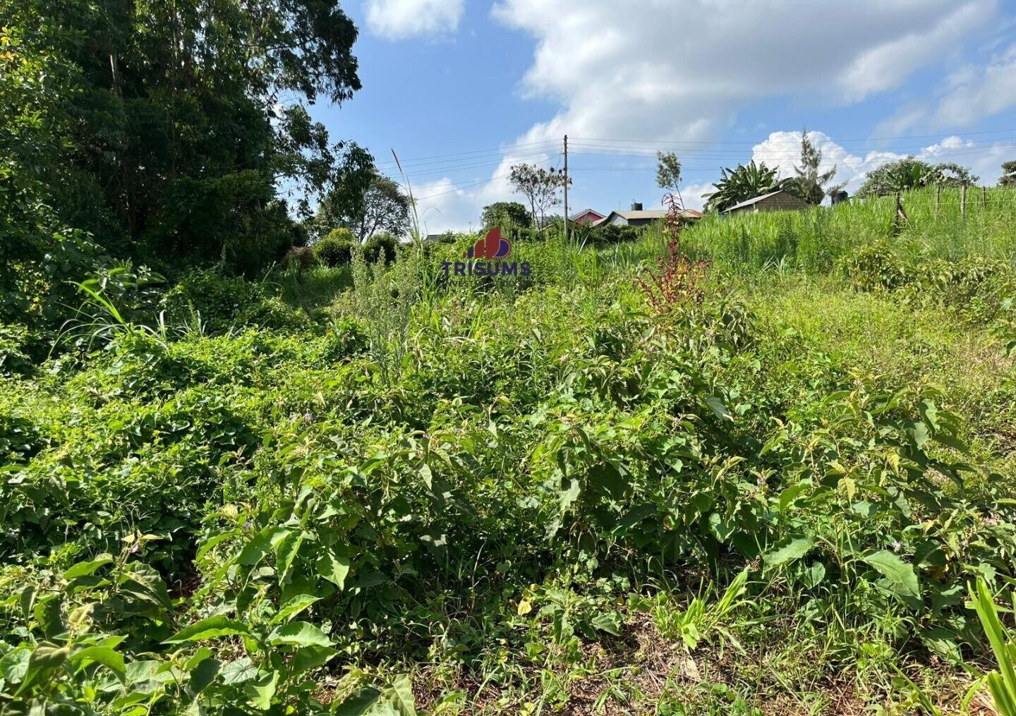 Quarter Acre Garden Plot