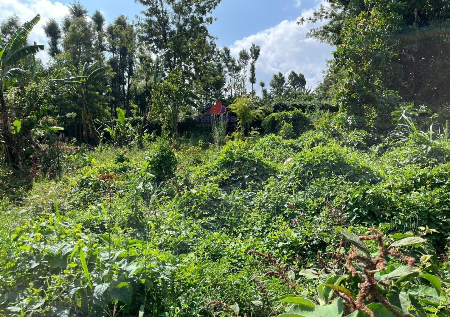 Quarter Acre Garden Plot
