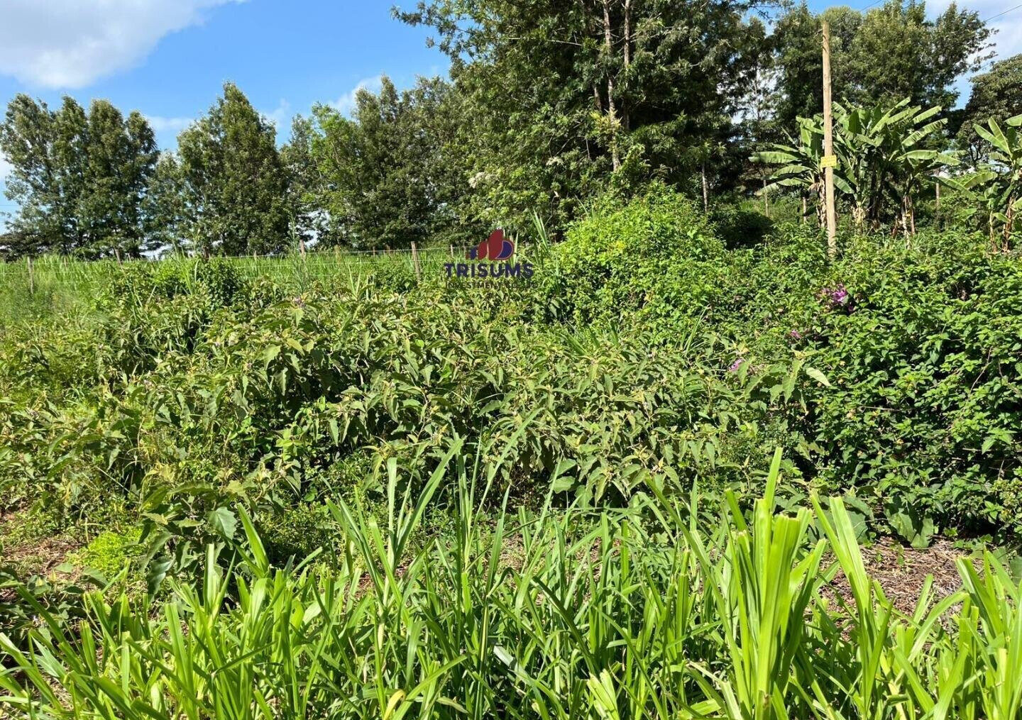 Quarter Acre Garden Plot