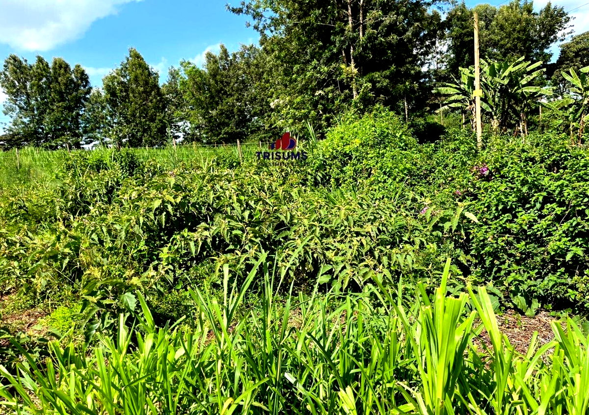 Quarter Acre Garden Plot