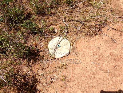 Residential Plots in Kisumu - Image 5