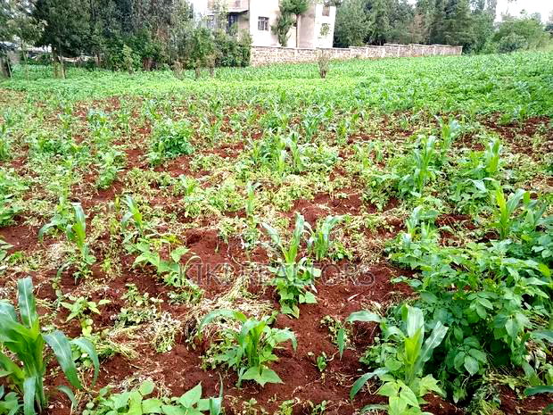 Kikuyu Thogoto Southern Bypass Plot for Sale100*100