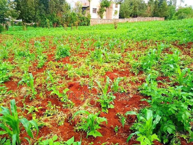 Kikuyu Thogoto Southern Bypass Plot for Sale100*100