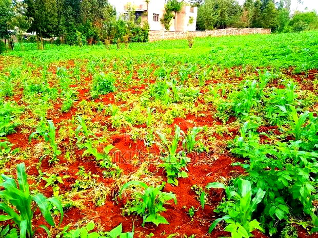 Kikuyu Thogoto Southern Bypass Plot for Sale100*100