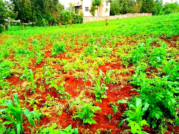 Kikuyu Thogoto Southern Bypass Plot for Sale100*100