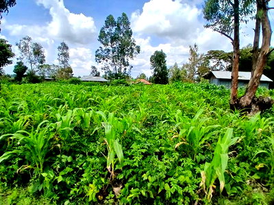 Prime Quarter Acre (0.104ha) in Olkeri, Ngong - Image 4