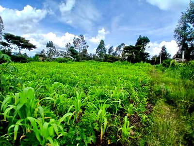 Prime Quarter Acre (0.104ha) in Olkeri, Ngong - Image 1