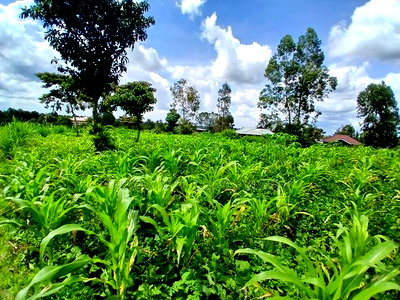 Prime Quarter Acre (0.104ha) in Olkeri, Ngong - Image 2