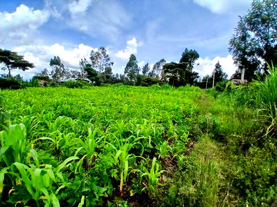 Prime Quarter Acre (0.104ha) in Olkeri, Ngong - Image 3