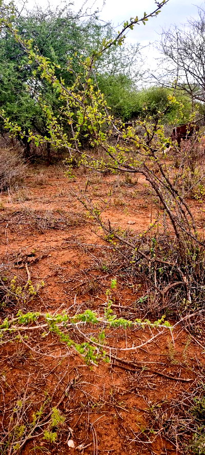 75 Acres and 70acres Maili Tisa at 350k Per Acre - Image 8