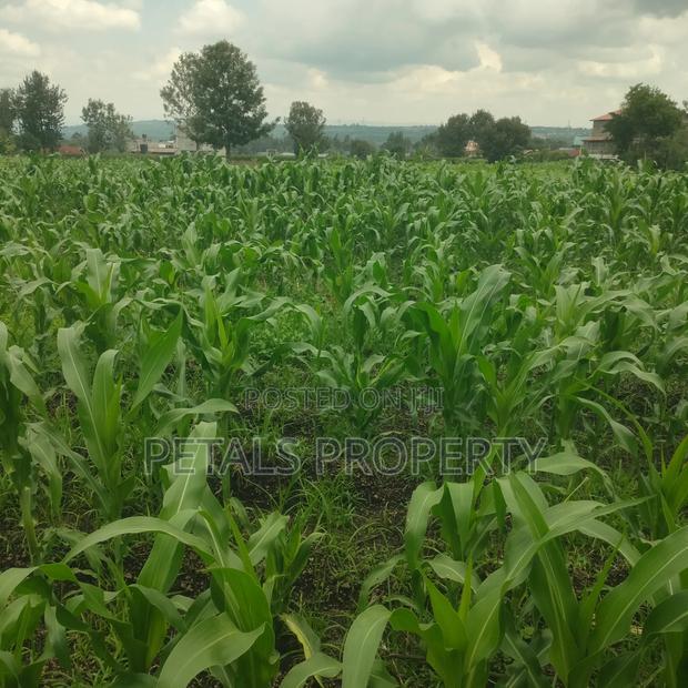 1/2 an Acre for Sale in Mercy Njeri