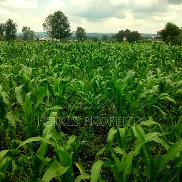 1/2 an Acre for Sale in Mercy Njeri