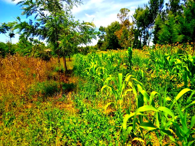 One Acrea for Sale Nanyuki Airstrip