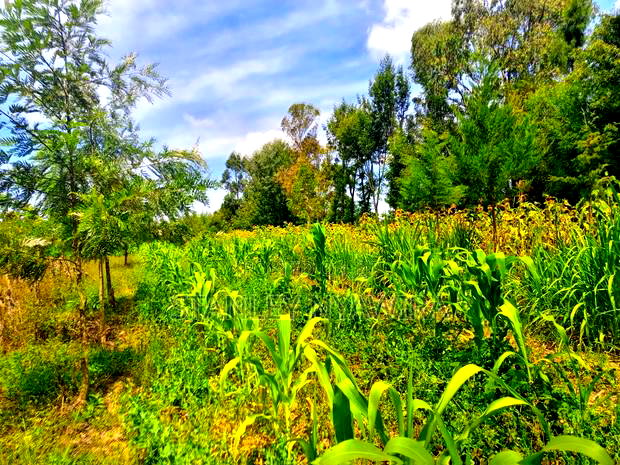 One Acrea for Sale Nanyuki Airstrip