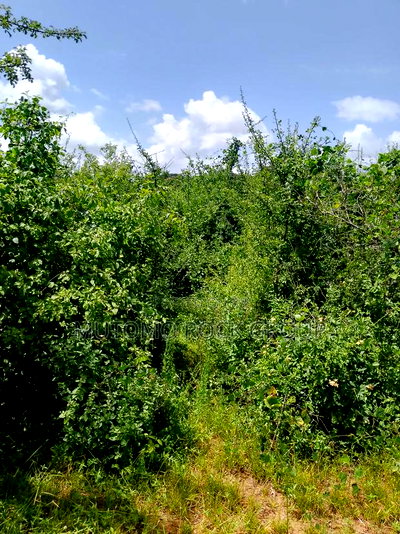 46 Acres With Title - Image 3