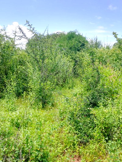 46 Acres With Title - Image 1