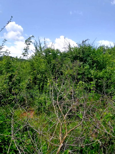 46 Acres With Title - Image 2